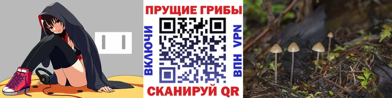Купить закладки  Кадников  Псилоцибиновые грибы Magic Shrooms 